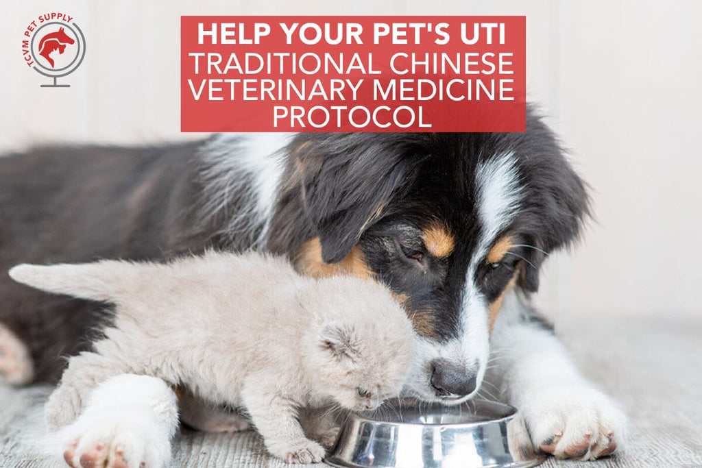 TCVM Vets Recommend Natural Remedies for UTI in Dogs