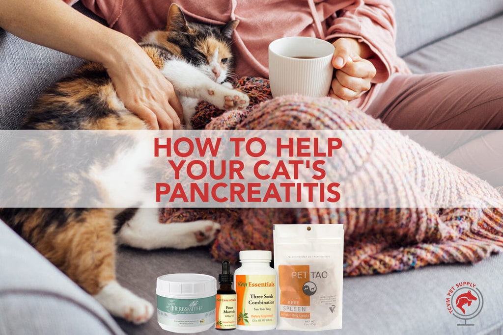 How to Comfort a Cat with Pancreatitis