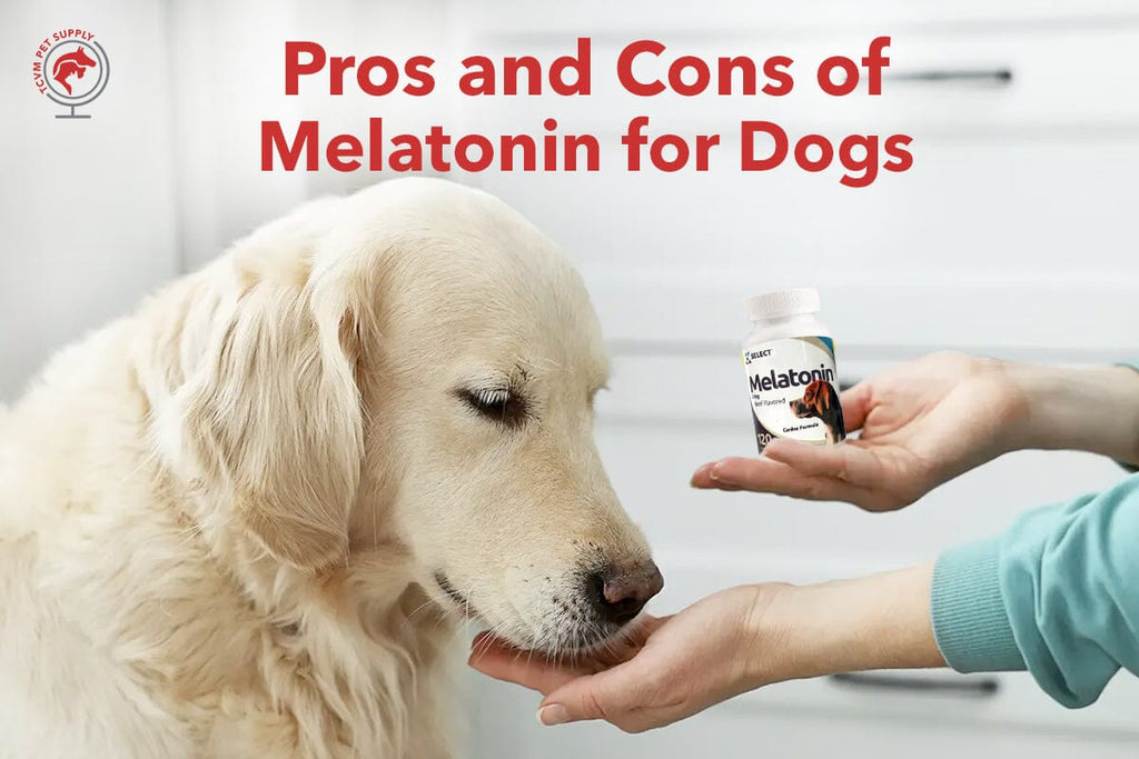The Pros and Cons of Melatonin for Dogs
