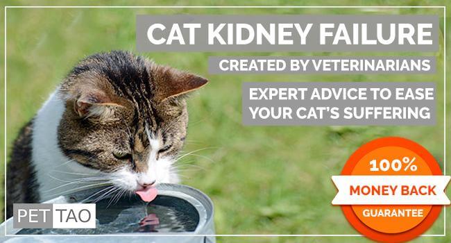 Cat Kidney Failure Course  - Instant Digital Download