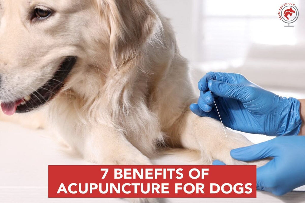 The Top 7 Benefits of Acupuncture for Dogs