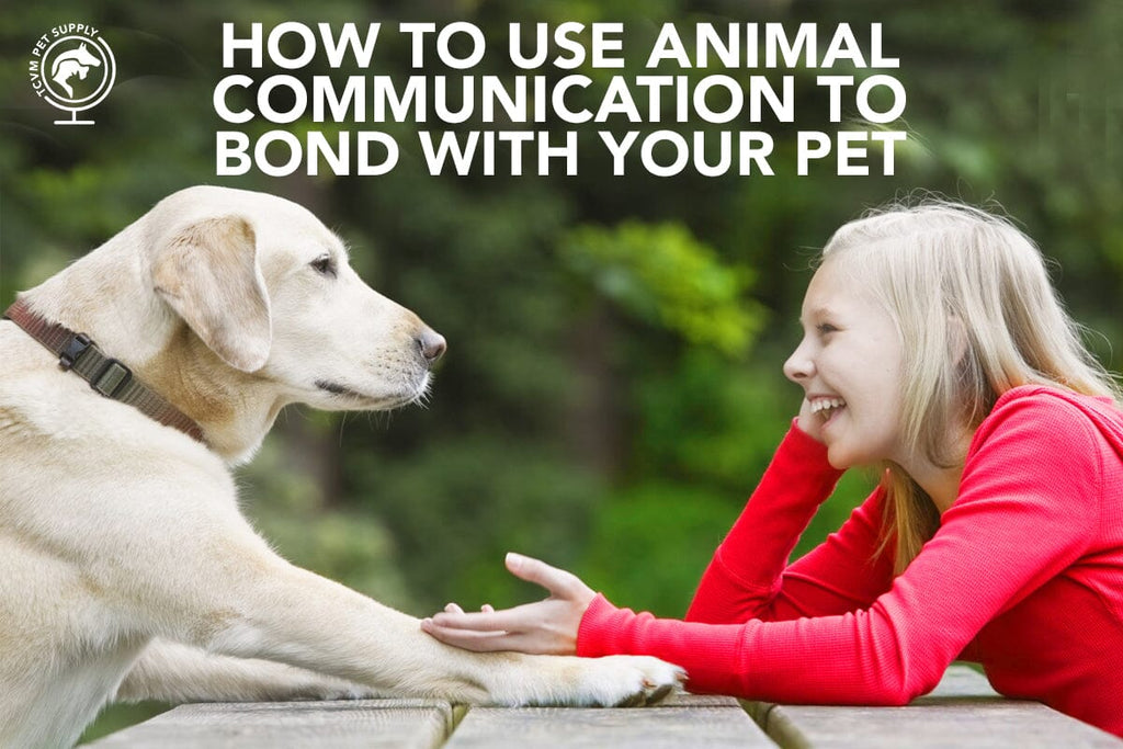 How to Use Animal Communication to Bond with Your Pet