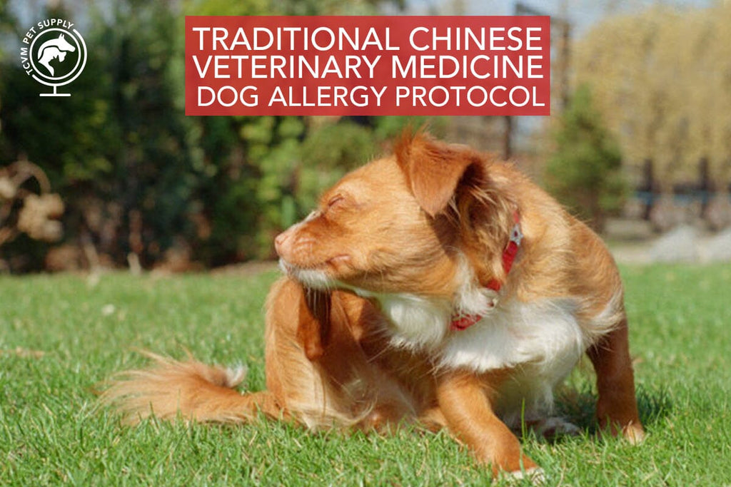 Inside Scoop: TCVM Veterinarians Share Holistic Dog Allergy Protocol