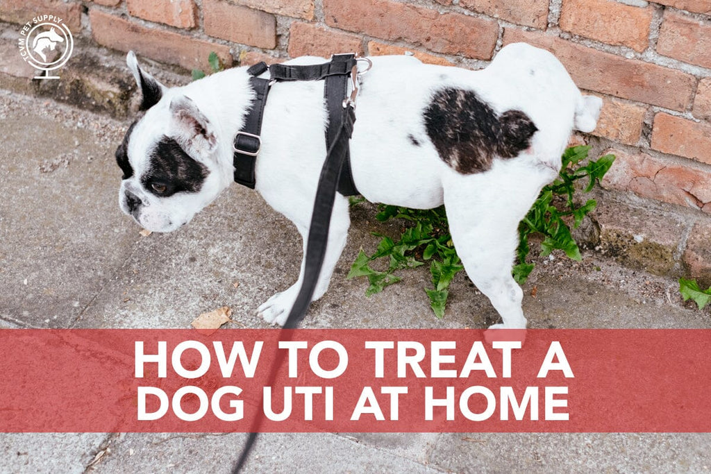 How to Treat a Dog UTI at Home