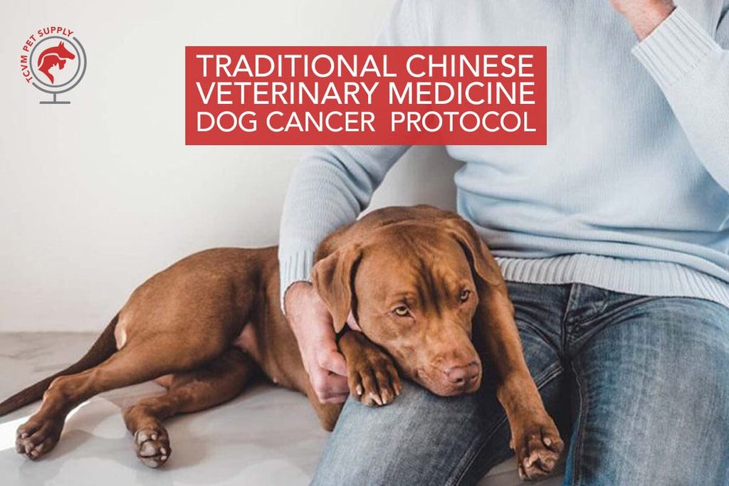 Inside Scoop: TCVM Veterinarians Share Holistic Dog Cancer Protocol