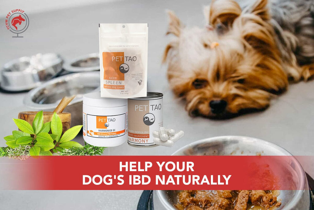 How to Help IBD in Dogs Naturally Using Traditional Chinese Veterinary Medicine