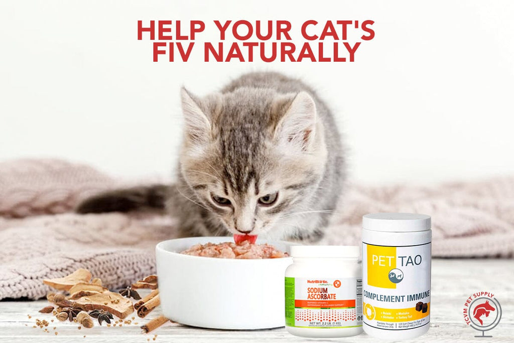 Holistic Treatment for FIV in Cats: The Best Ways to Help at Home