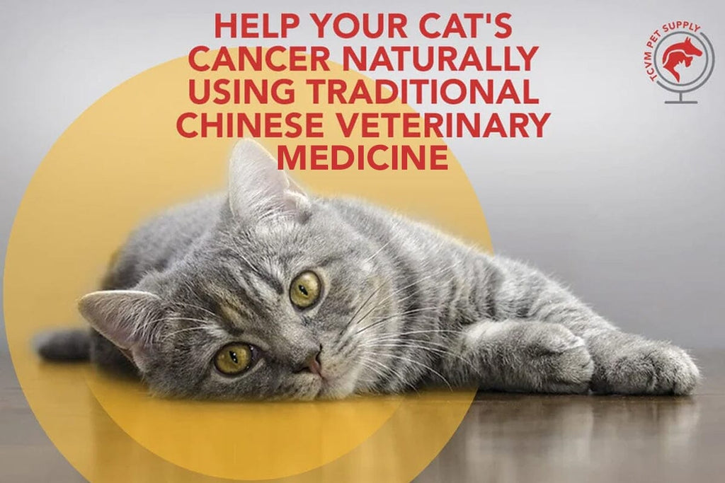 Are There Holistic Medicines for Cats with Cancer?