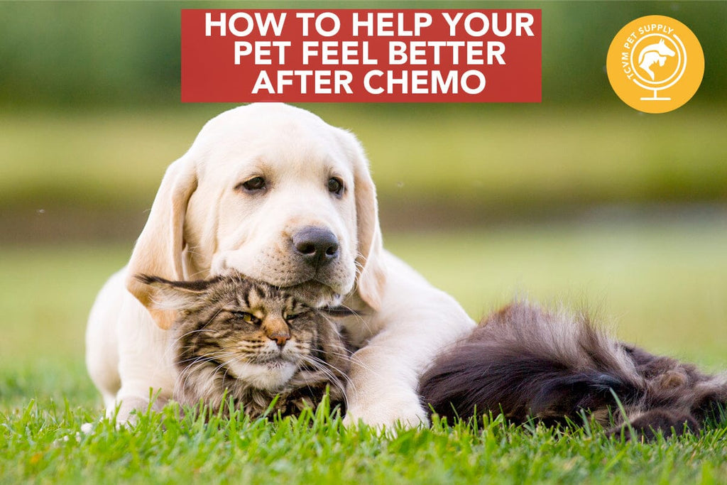 Chemotherapy Side Effects: How to Help Your Pet Feel Better