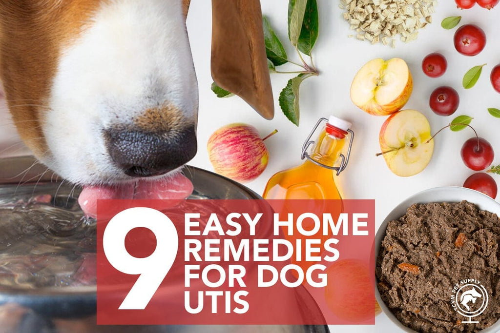 9 Easy Home Remedies for Dog UTIs