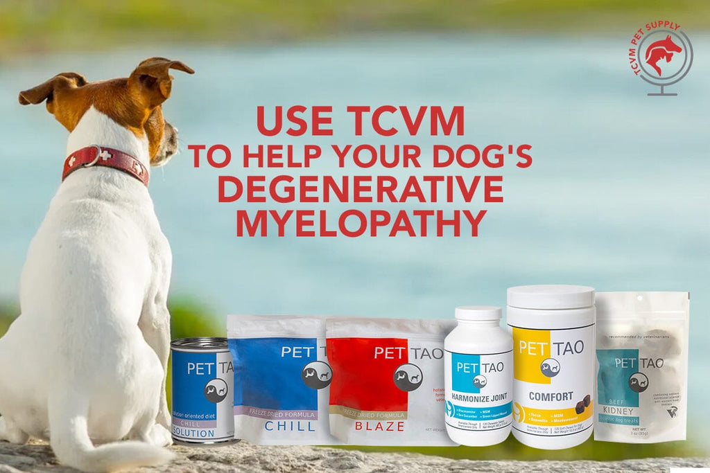 How to Help Degenerative Myelopathy in Dogs Naturally