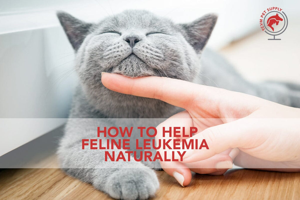 Holistic Treatment for Feline Leukemia (FELV): Help Your Cat Feel Better Naturally