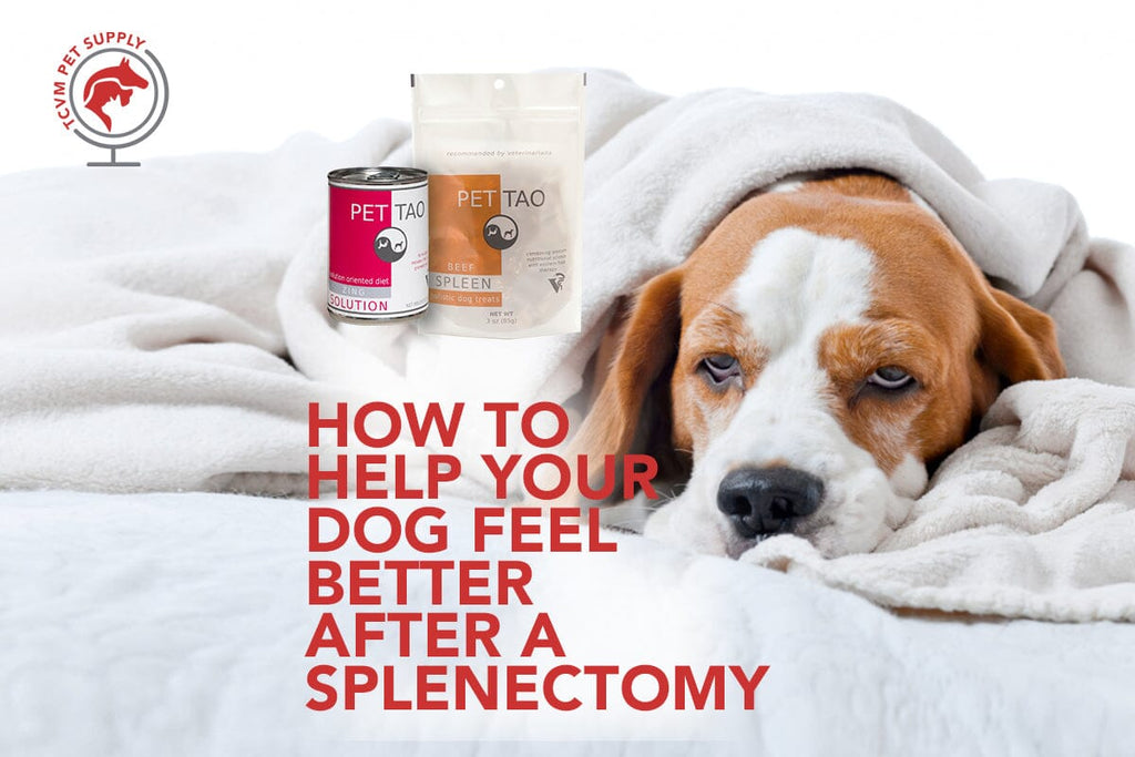 How to Help Your Dog After Spleen Removal