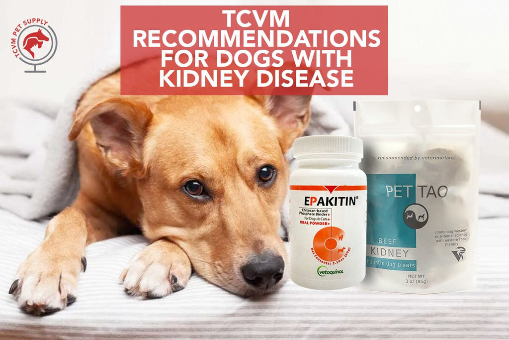 Here's What to Feed a Dog With Kidney Disease