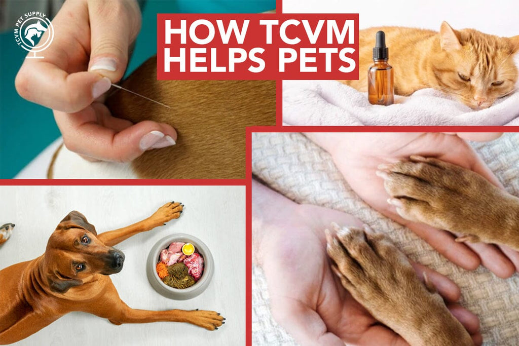 How Traditional Chinese Veterinary Medicine (TCVM) Helps Pets