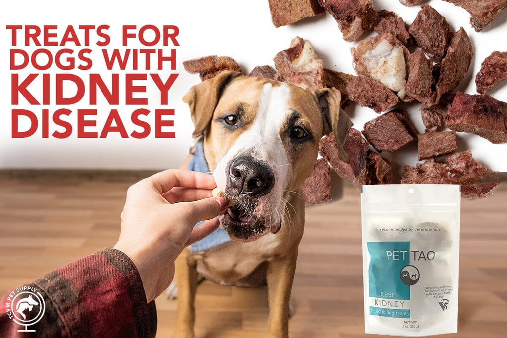 The Best Treats for Dogs With Kidney Disease