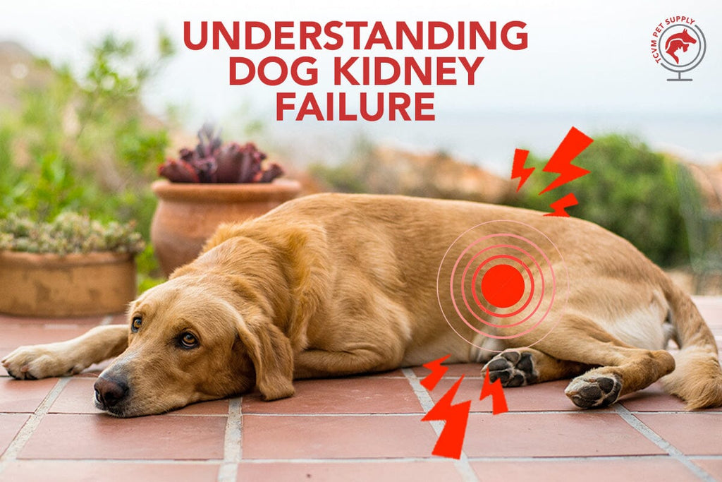 Understanding Dog Kidney Failure: Stages Chart & Resources
