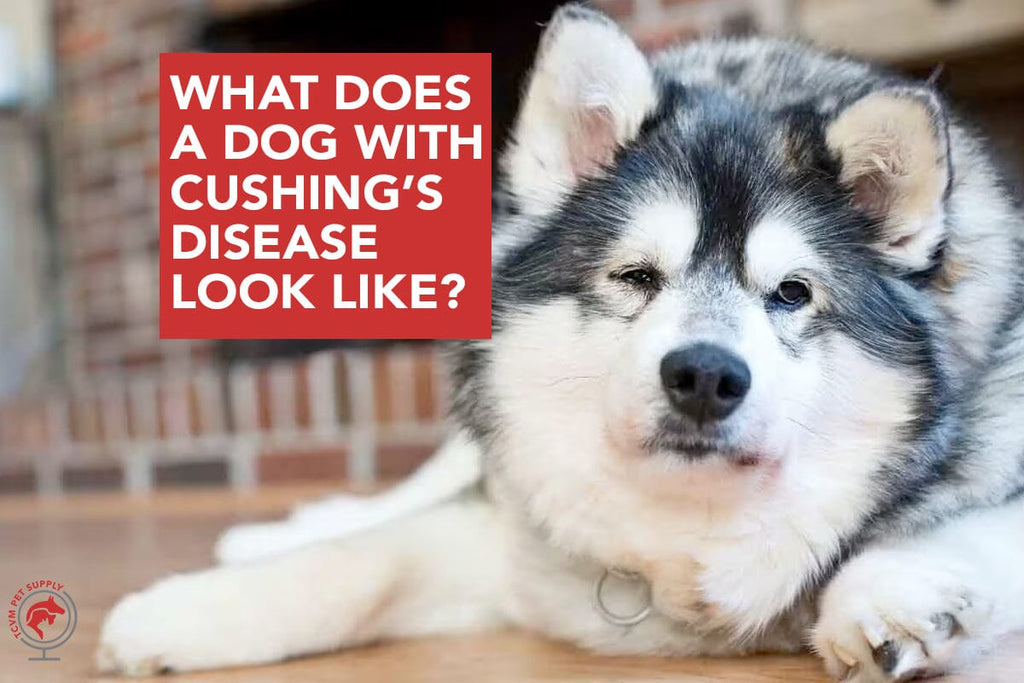 Understanding Cushing's: A Picture of a Dog With Cushing's Disease