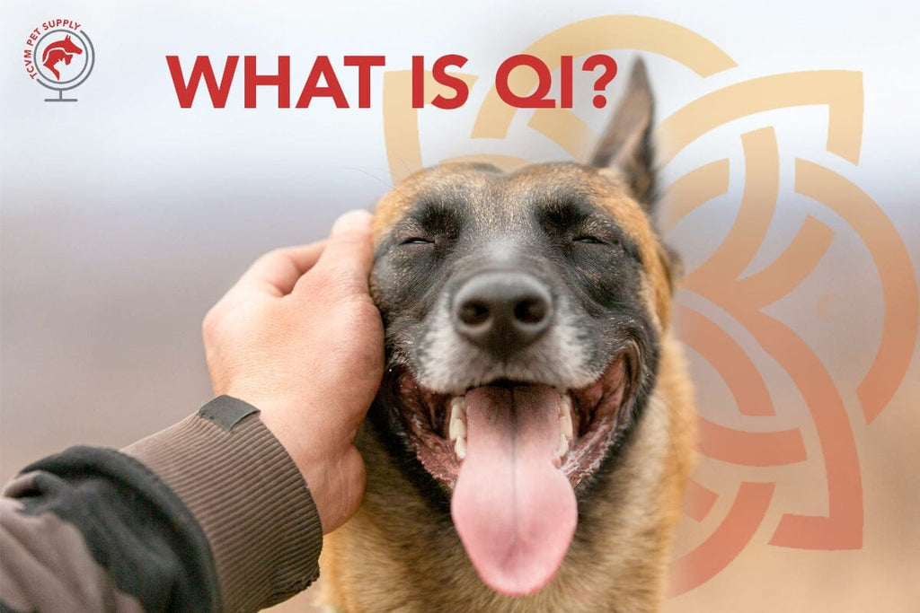 What is Qi and Why Is It Important to My Pet?