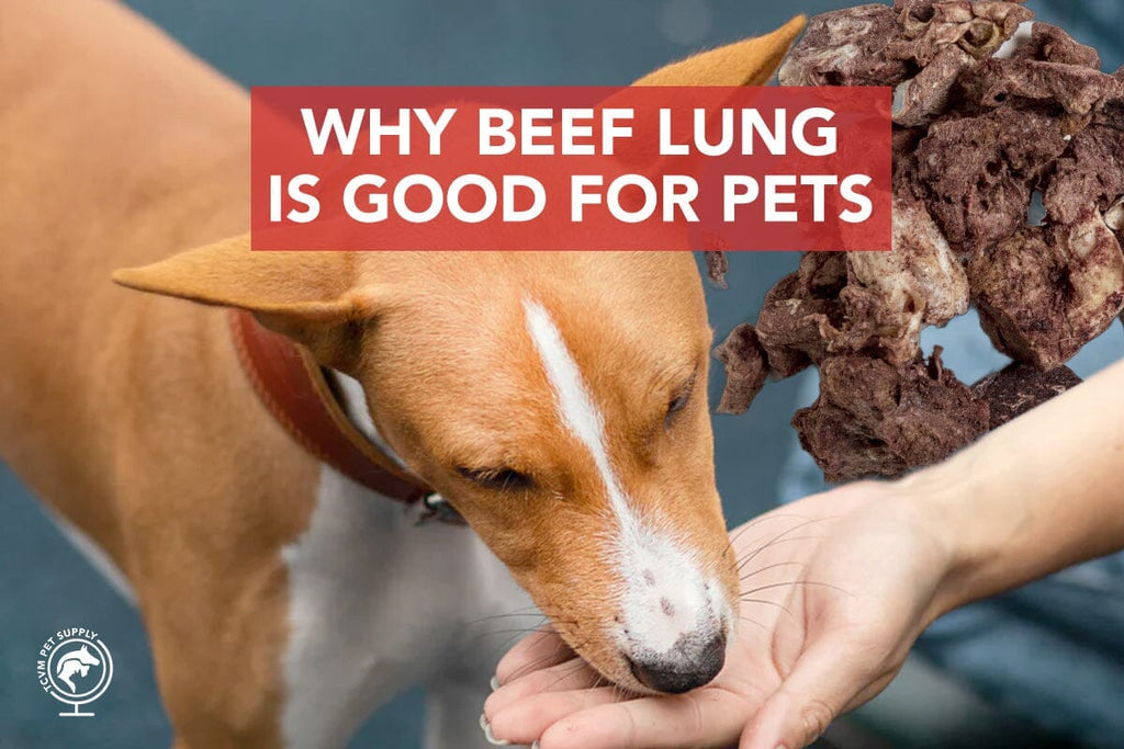 How Beef Lung Benefits Your Pet's Health: A TCVM Perspective