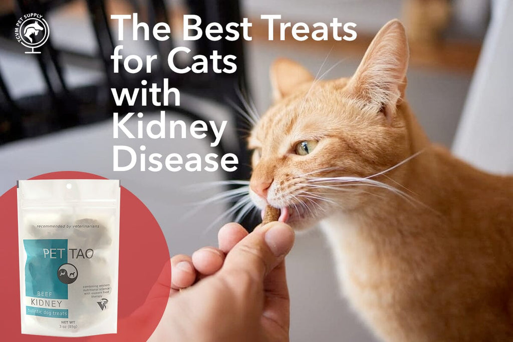The Best Treats for Cats with Kidney Disease