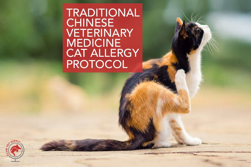 Inside Scoop: TCVM Veterinarians Share Top Cat Allergies Protocol
