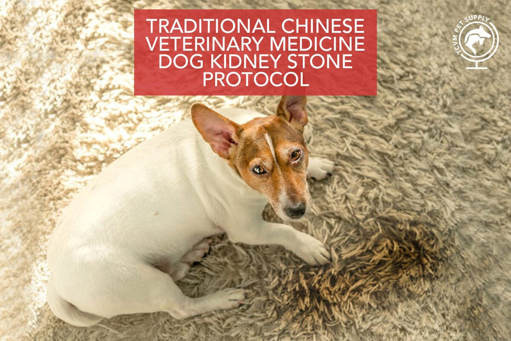 Inside Scoop: TCVM Veterinarians Share Holistic Dog Kidney Stone Protocol