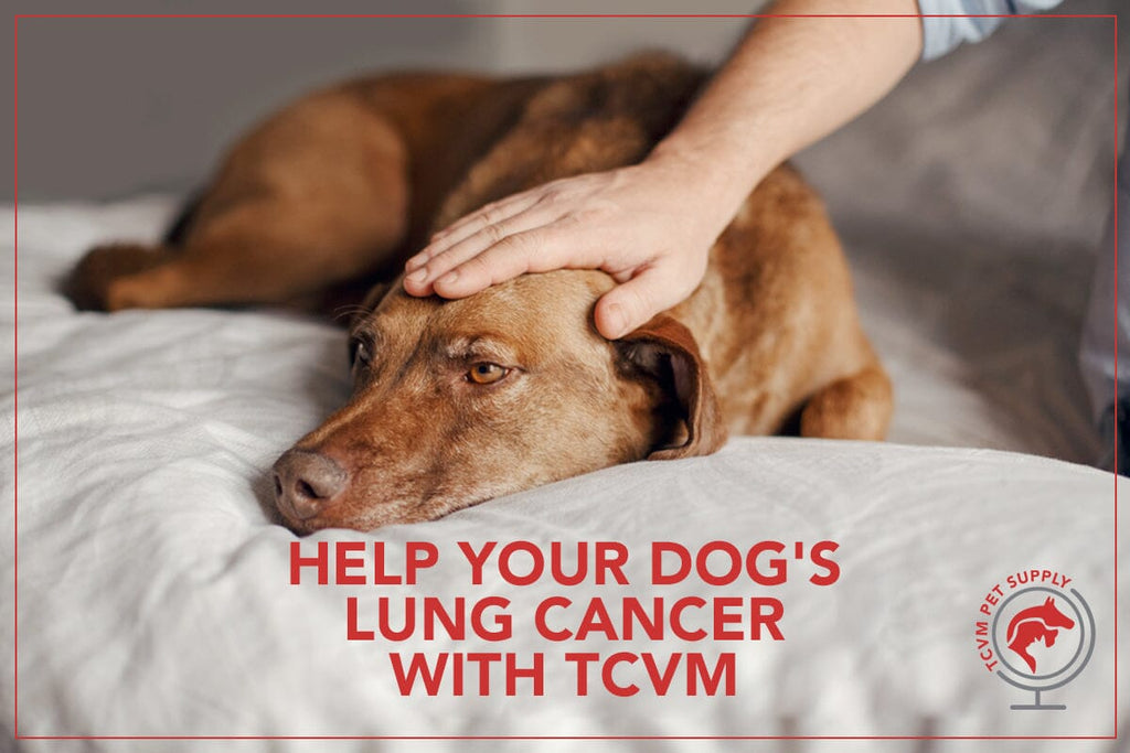 How to Help Dog Lung Cancer Using Traditional Chinese Veterinary Medicine