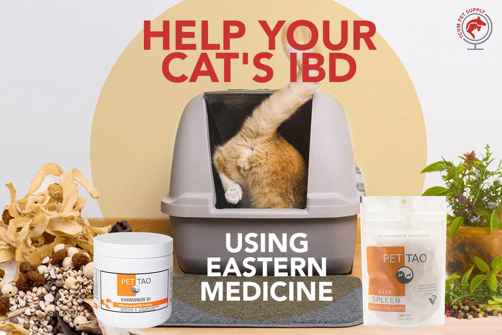 How to Help IBD in Cats Naturally Using Eastern Medicine