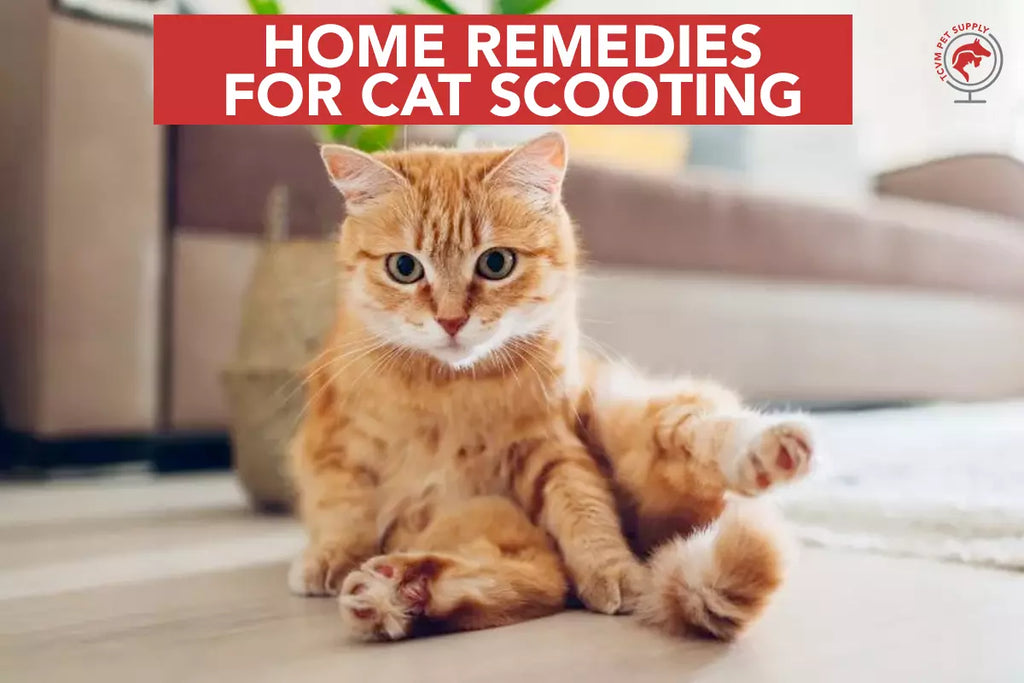 What Are The Best Home Remedies for Cat Scooting?