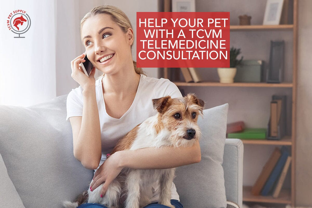 How to Help Your Pet Feel Better with a TCVM Telemedicine Consultation