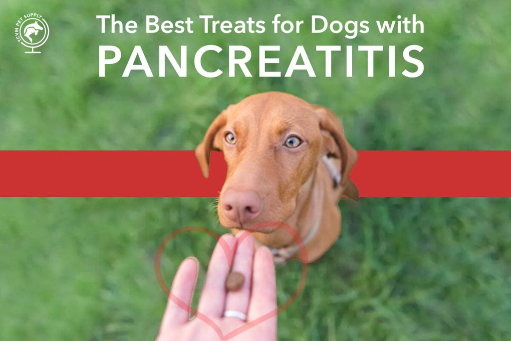 What Are The Best Treats for Dogs With Pancreatitis?