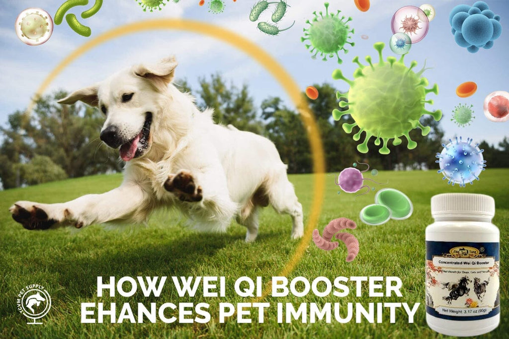 How Wei Qi Booster Enhances Pet Immunity